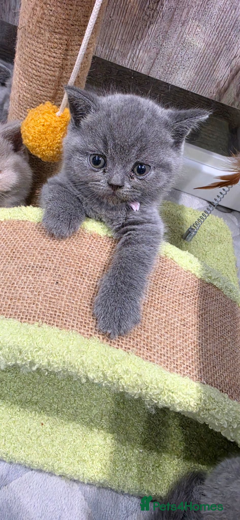 British Shorthair cats Beautiful blue/ lilac British shorthair kittens  - Advert 2