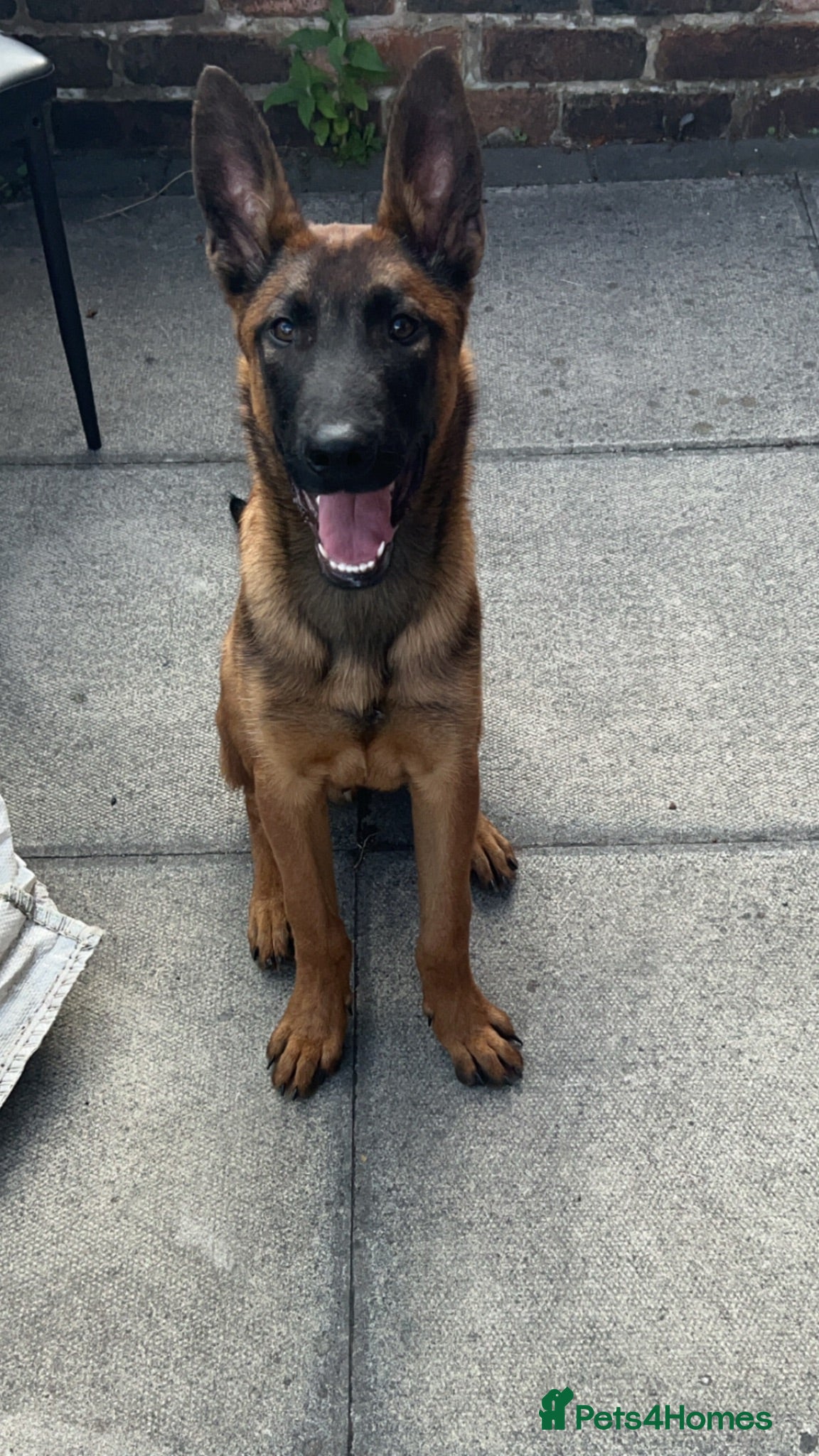 Belgian Shepherd Dog dogs Belgium malinois  - Advert 1