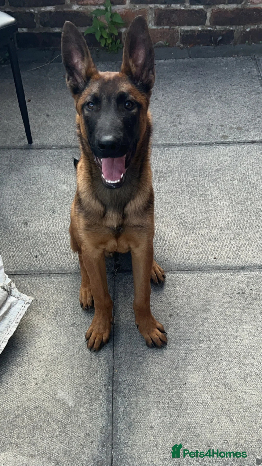 Belgian Shepherd Dog dogs for sale: Belgium malinois  in Saint Helens - Advert 1