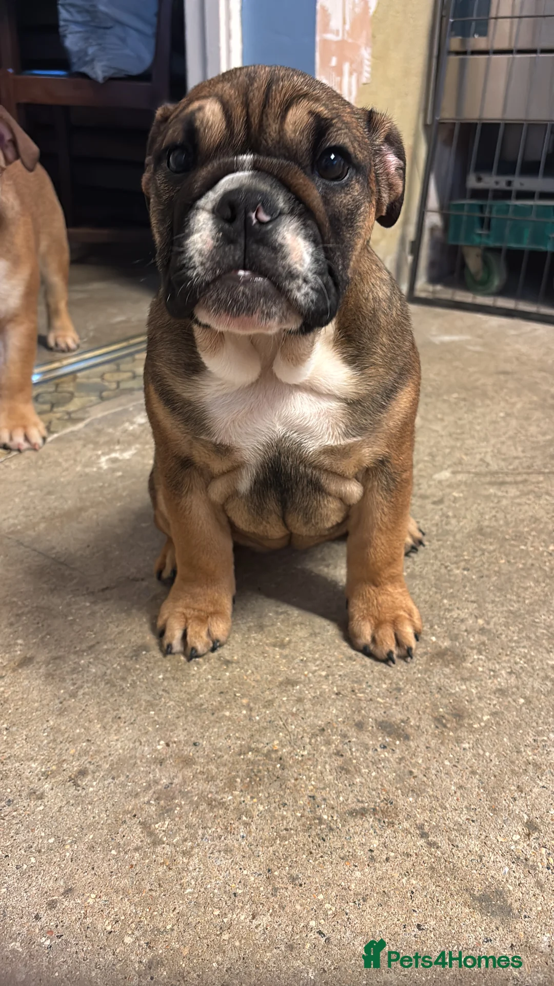 English Bulldog dogs for sale: Little Lyra 6 months old  - Advert 3