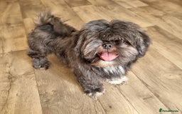 Shih Tzu dogs for sale: Loving cheeky Shihtzu for loving home ❤️ - Image 5