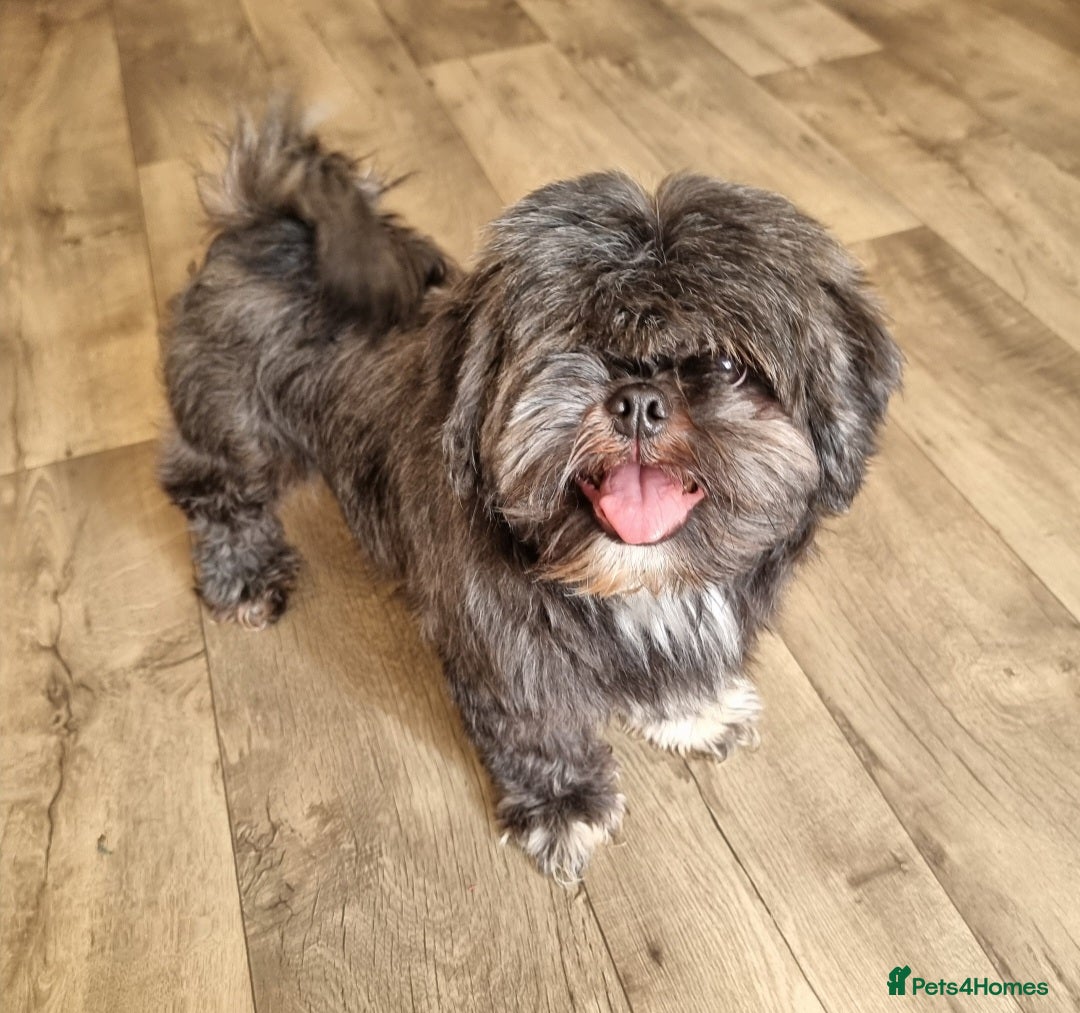 Shih Tzu dogs for sale: Loving cheeky Shihtzu for loving home ❤️ - Image 5