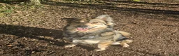 Shepsky dogs for sale: 3.5 years old in Monmouth - Advert 2