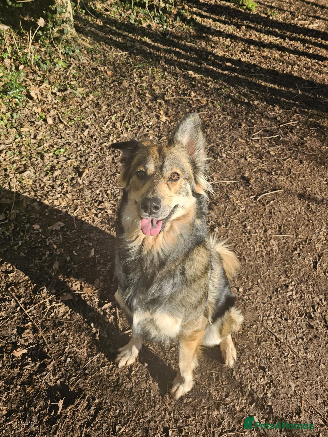 Shepsky dogs for sale: 3.5 years old in Monmouth - Advert 2