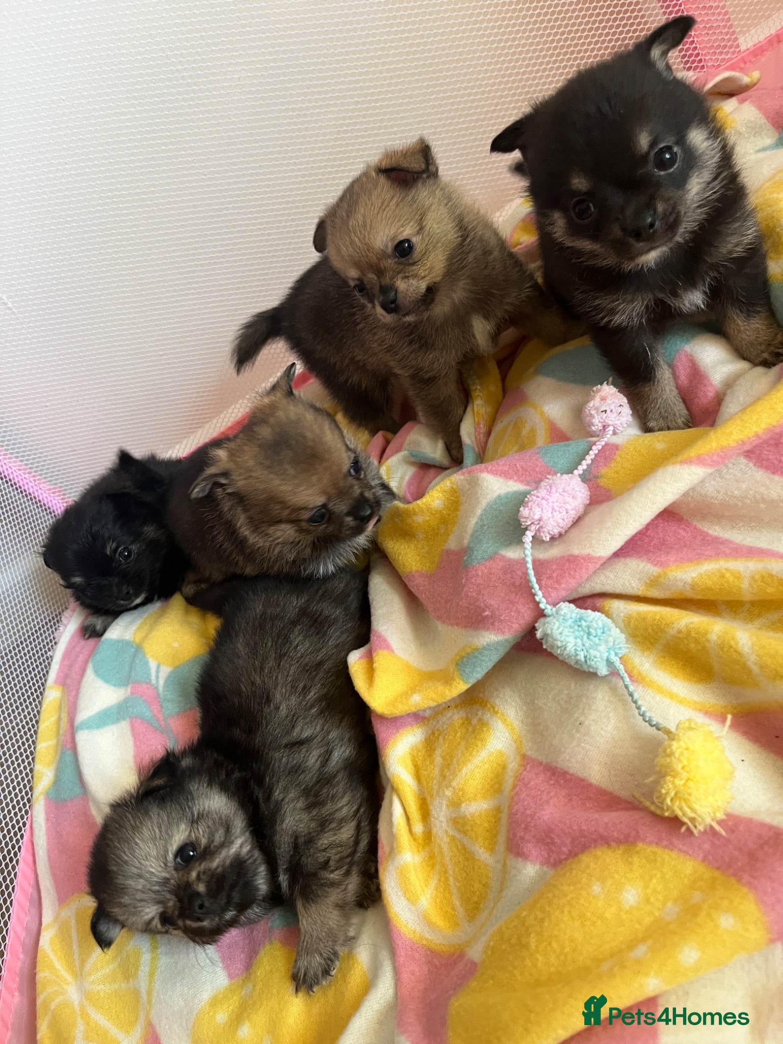 Pomchi dogs Pomchi puppy's  - Advert 1