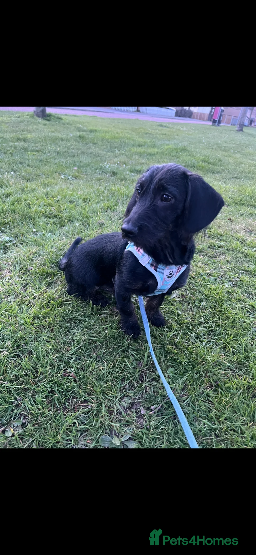 Doxiepoo dogs for sale: Barney  in Colchester - Advert 2