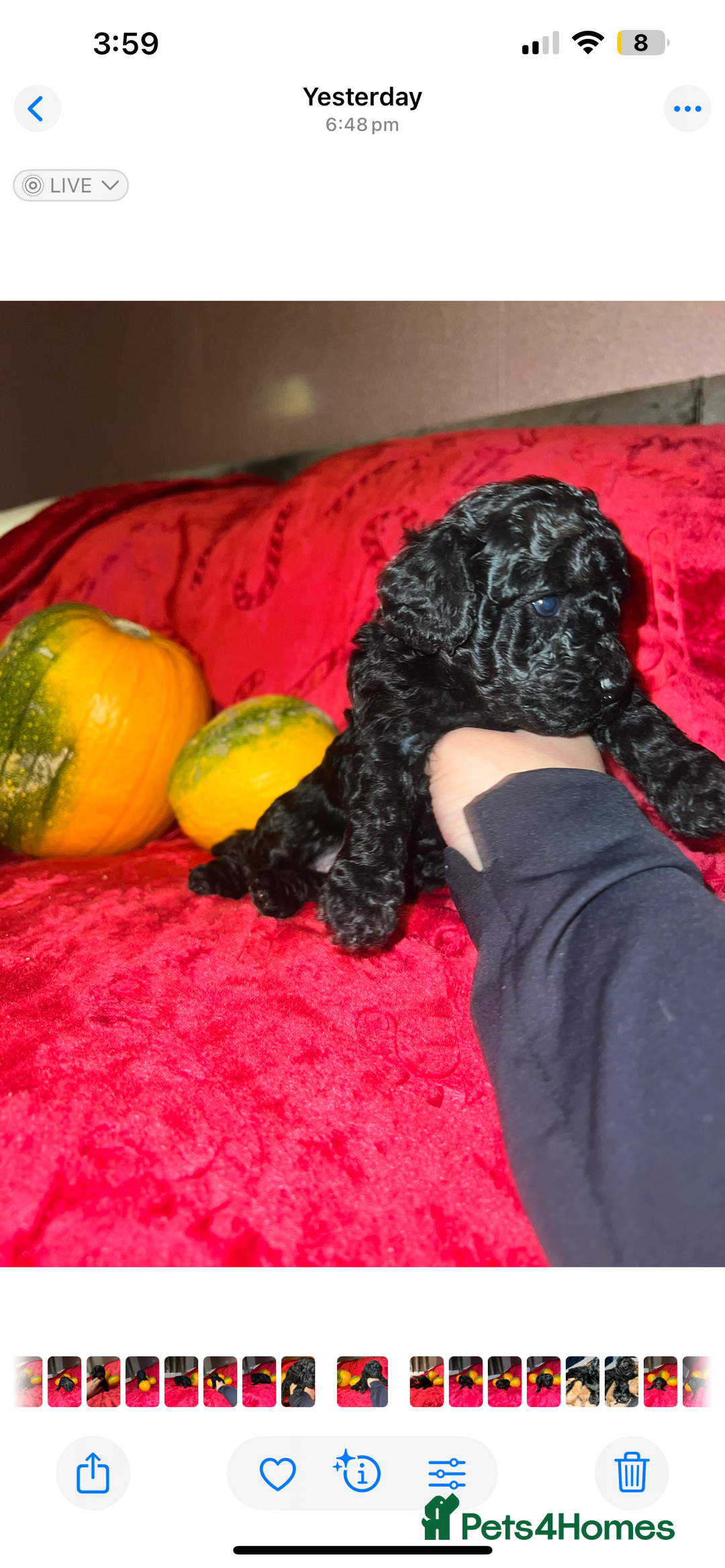 Cavapoo dogs for sale: 🐶 Beautiful Cavapoo Puppies -Ready Soon!!! - Image 9