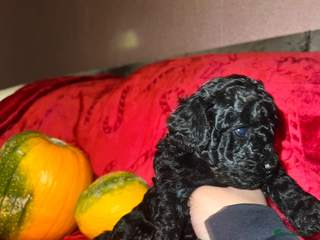 Cavapoo dogs - Advert 6