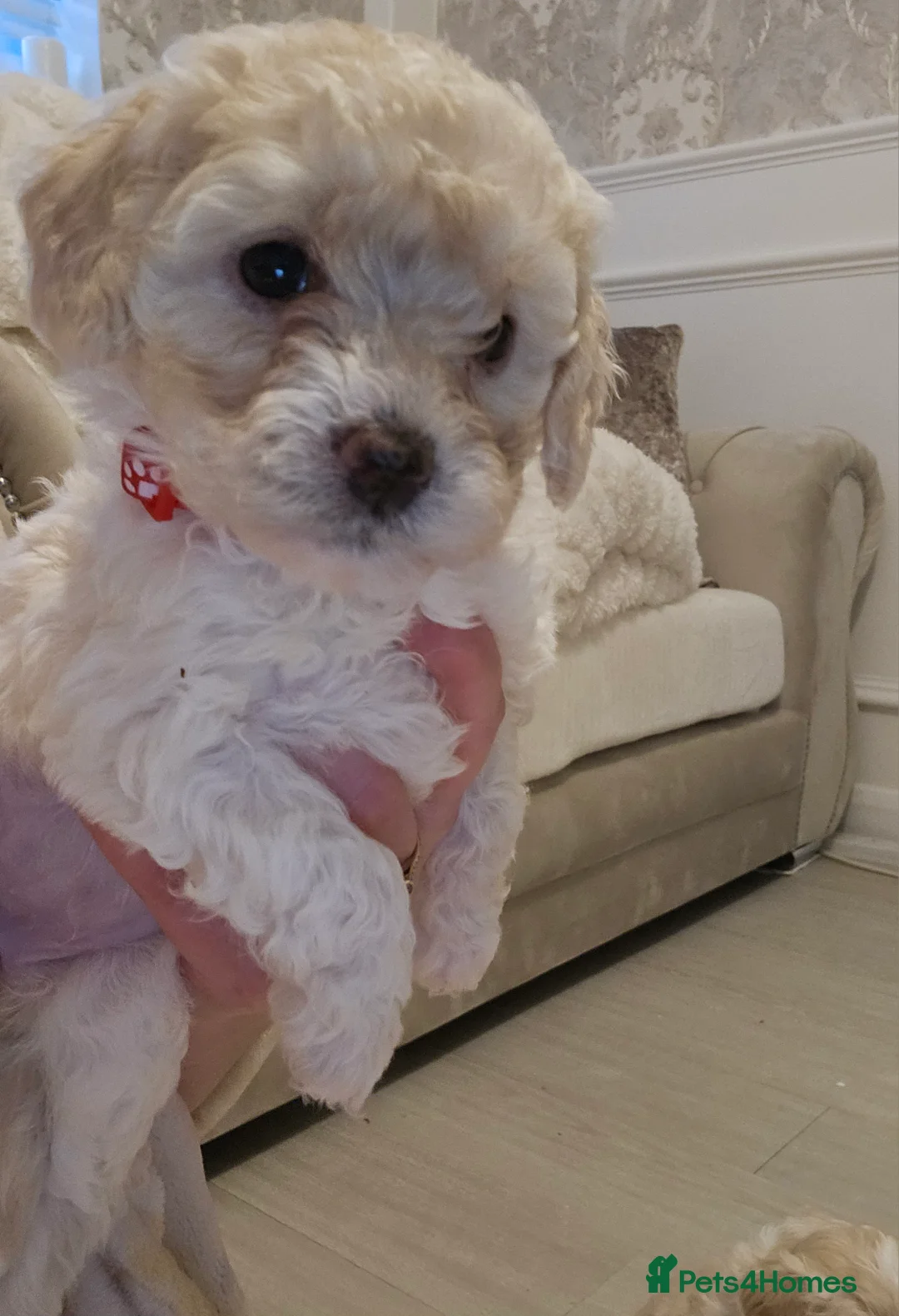 Shihpoo dogs for sale: Shihpoo puppies for sale  - Advert 13