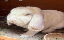 French Lop rabbits for sale: Male French lop - Image 2