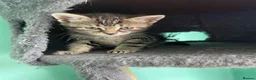 Domestic Shorthair cats for sale: Female Kittens Looking for Their Forever Homes - Advert 3