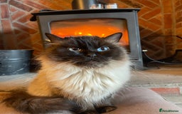Ragdoll cats for sale: Ragdoll kittens ready now 3 boys 1 girl available  - Image 13