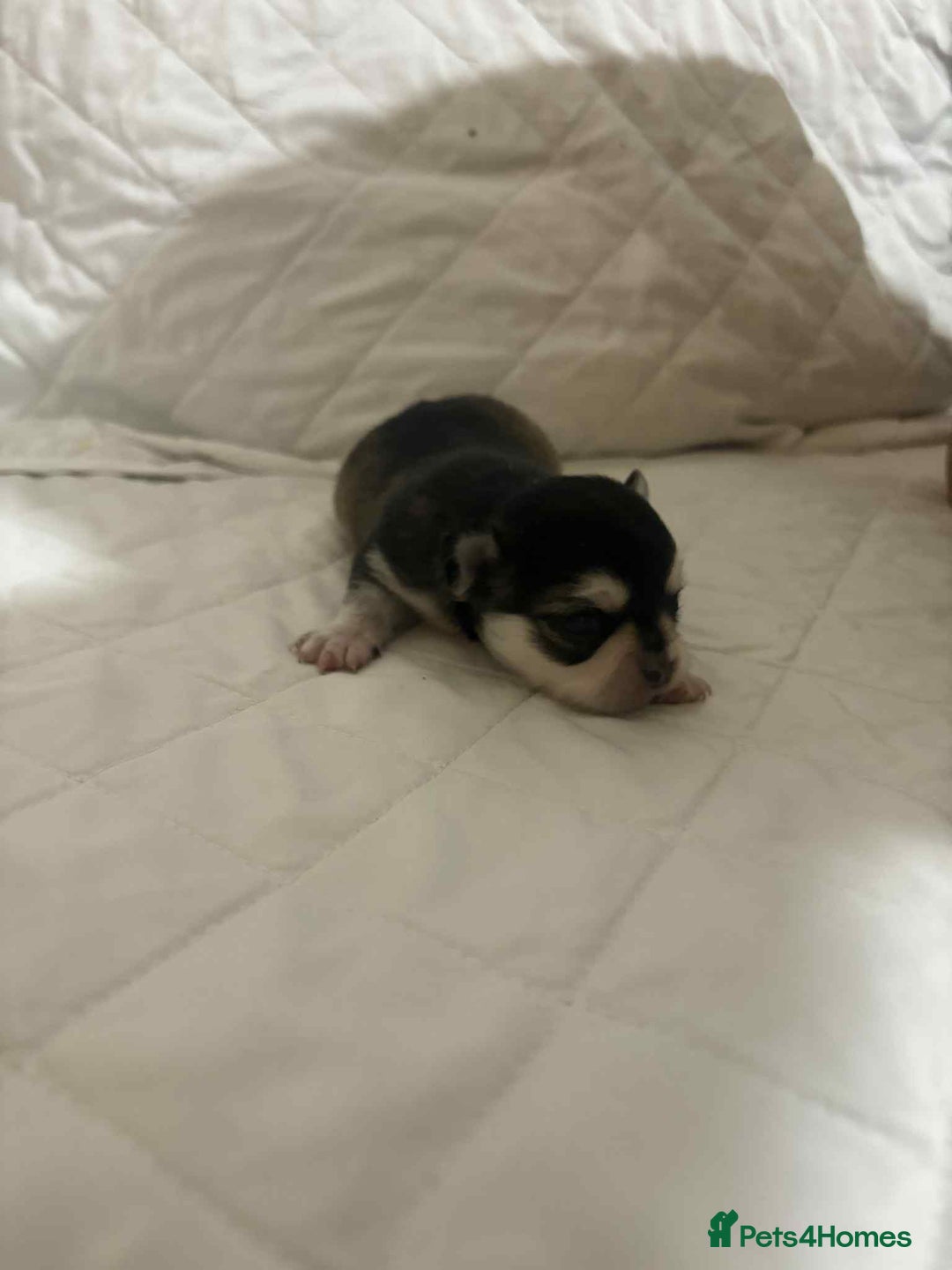Chihuahua dogs for sale: Very rare long chihuahua for sale  - Advert 11