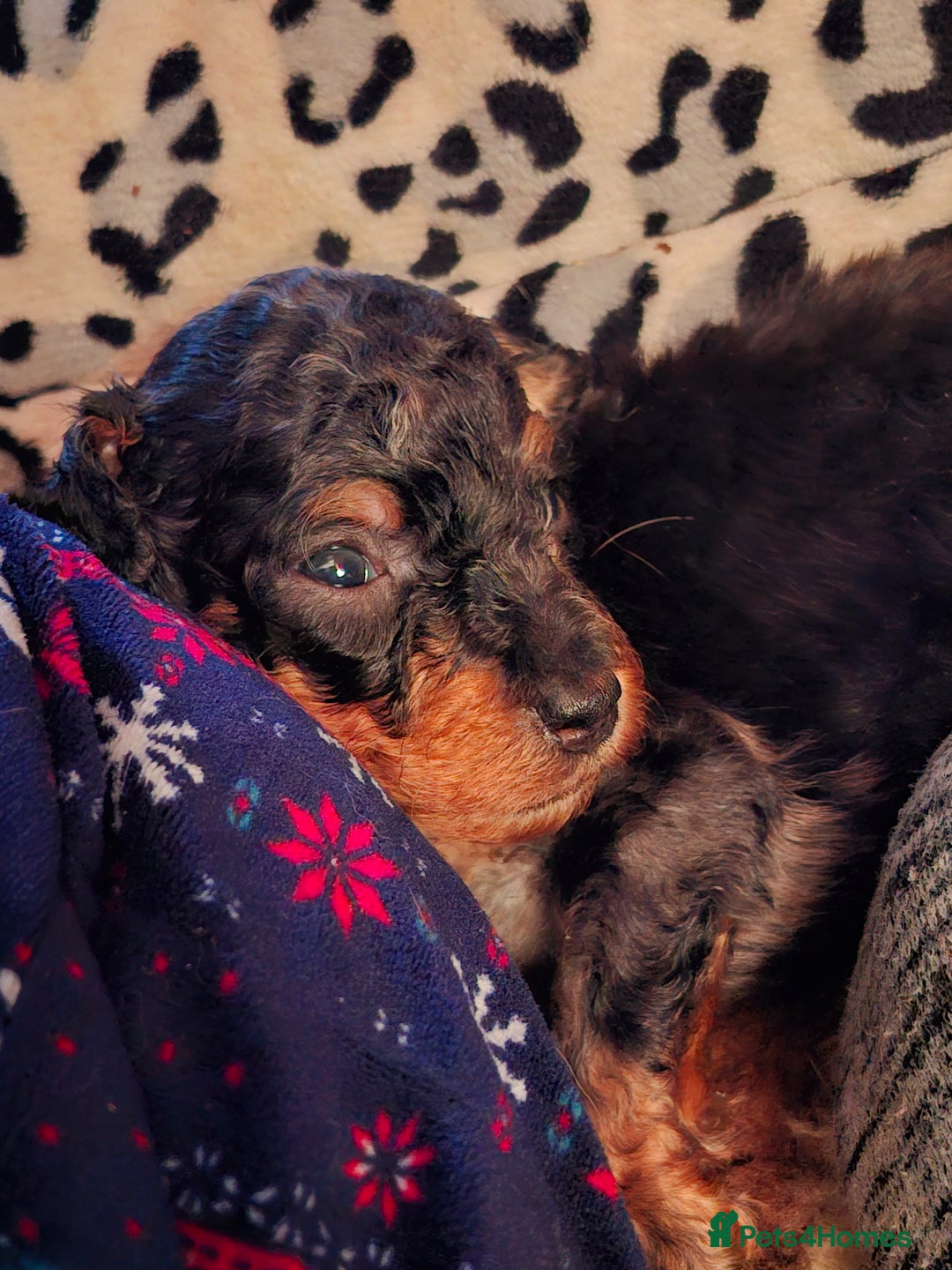 Mixed Breed dogs for sale: F1b health tested Rottiepoo puppies - Advert 8