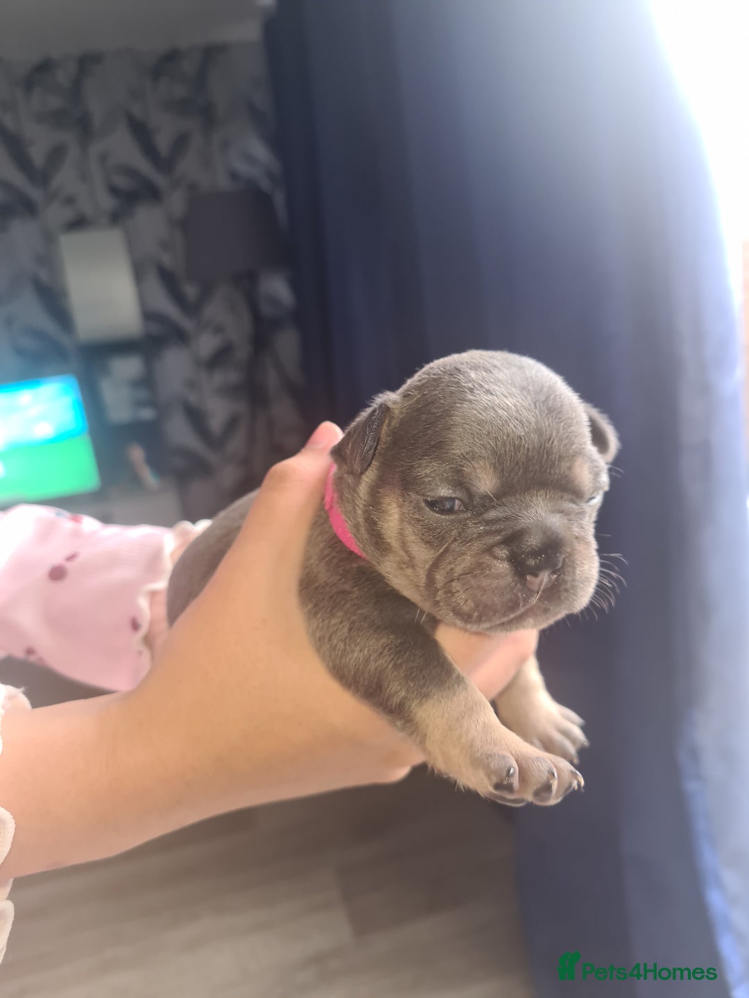 French Bulldog dogs for sale: Chunky frenchies - Image 5