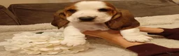 Basset Hound dogs for sale: Beautiful basset hounds - Advert 3