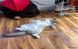 Ragdoll cats for sale: Beautiful pure ragdoll kittens  - Image 7