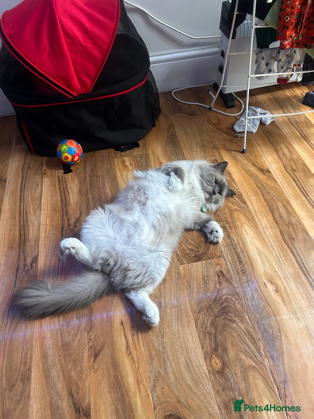 Ragdoll cats for sale: Beautiful pure ragdoll kittens  - Image 7
