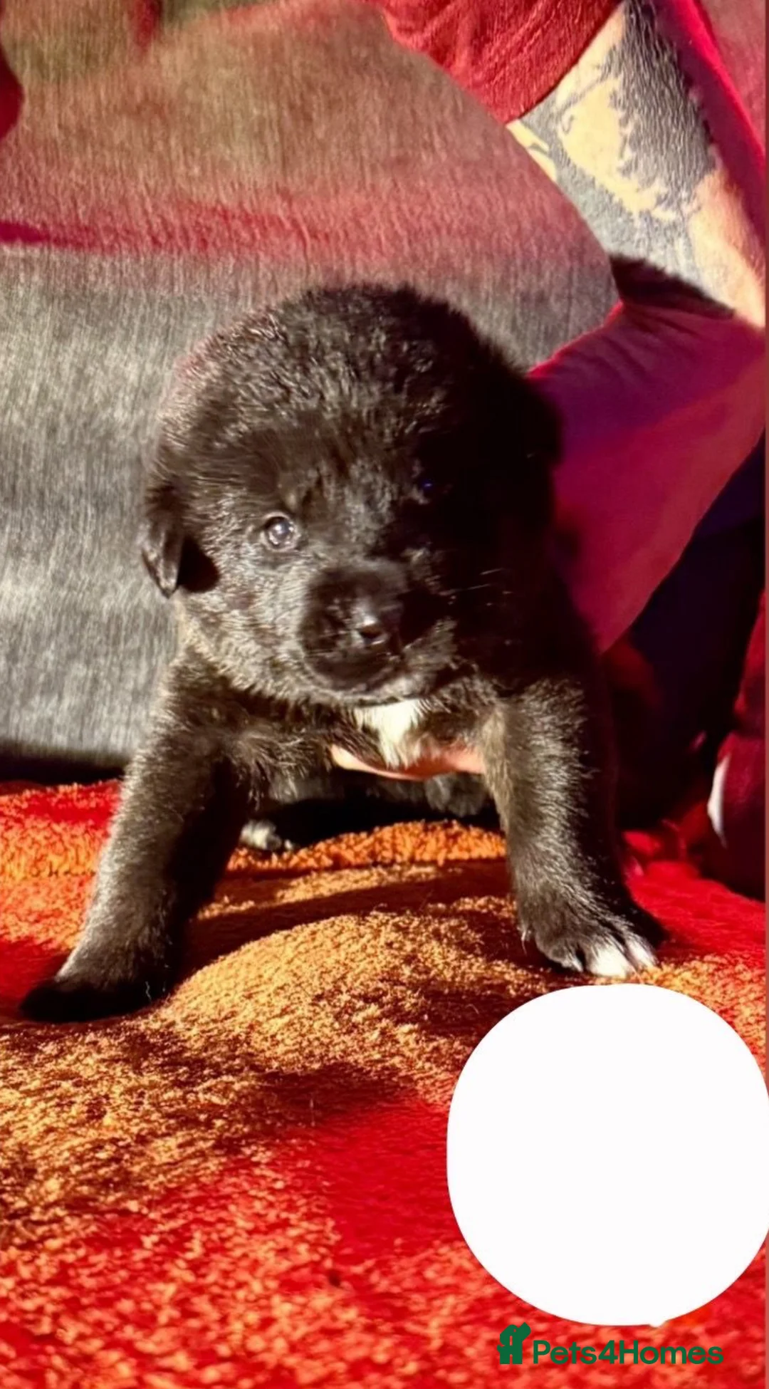 Mixed Breed dogs for sale: Labrakita - Advert 5