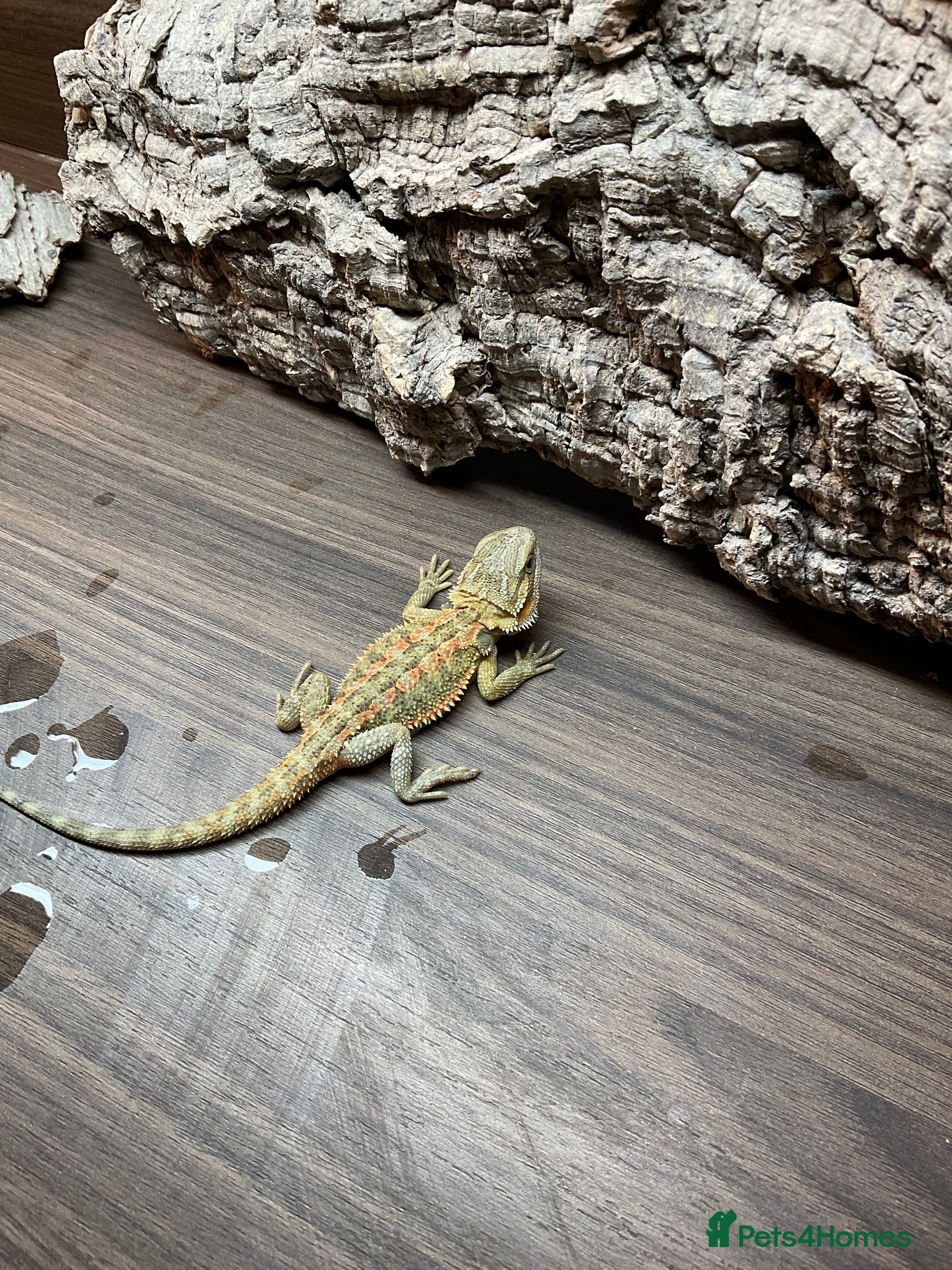 Bearded Dragon reptiles 7 Citrus And Green Baby bearded dragons  - Advert 5