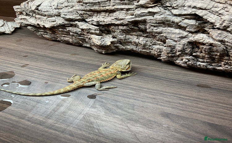 Bearded Dragon reptiles 7 Baby bearded dragons  - Advert 1