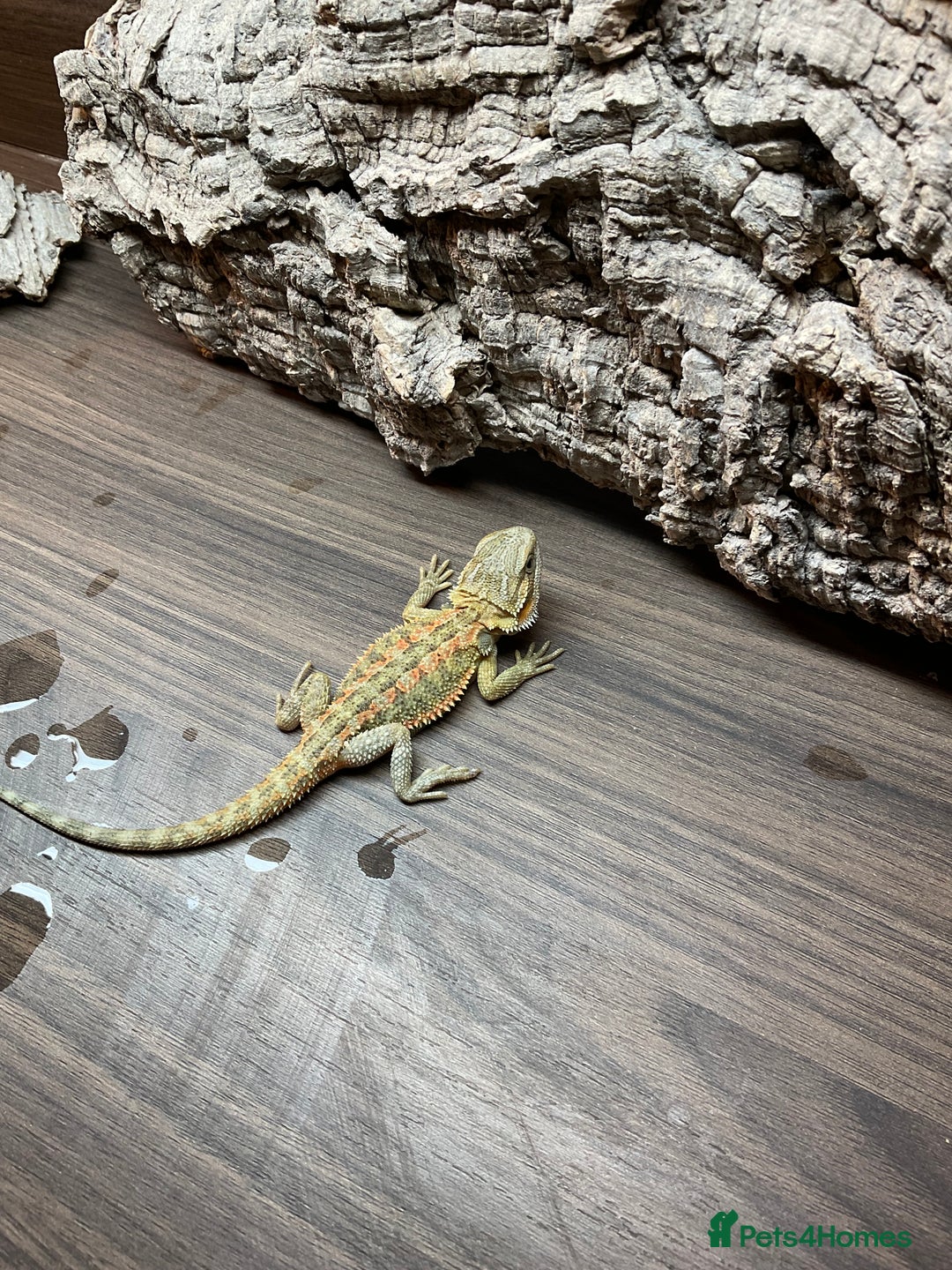 Bearded Dragon reptiles for sale: 7 Baby bearded dragons  - Advert 1