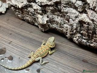 Bearded Dragon reptiles 7 Baby bearded dragons - Advert 1