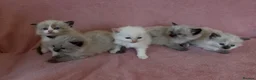 Ragdoll cats for sale: Ragdoll x Siamese Gorgeous kittens 3 Girls 2 Boys - Advert 4