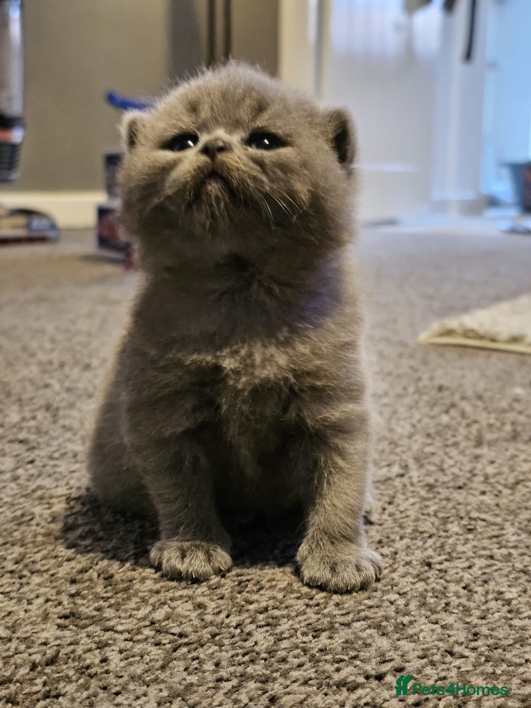 British Shorthair cats for sale: ✨ GCCF Registered British Shorthair Kittens ✨ - Image 18