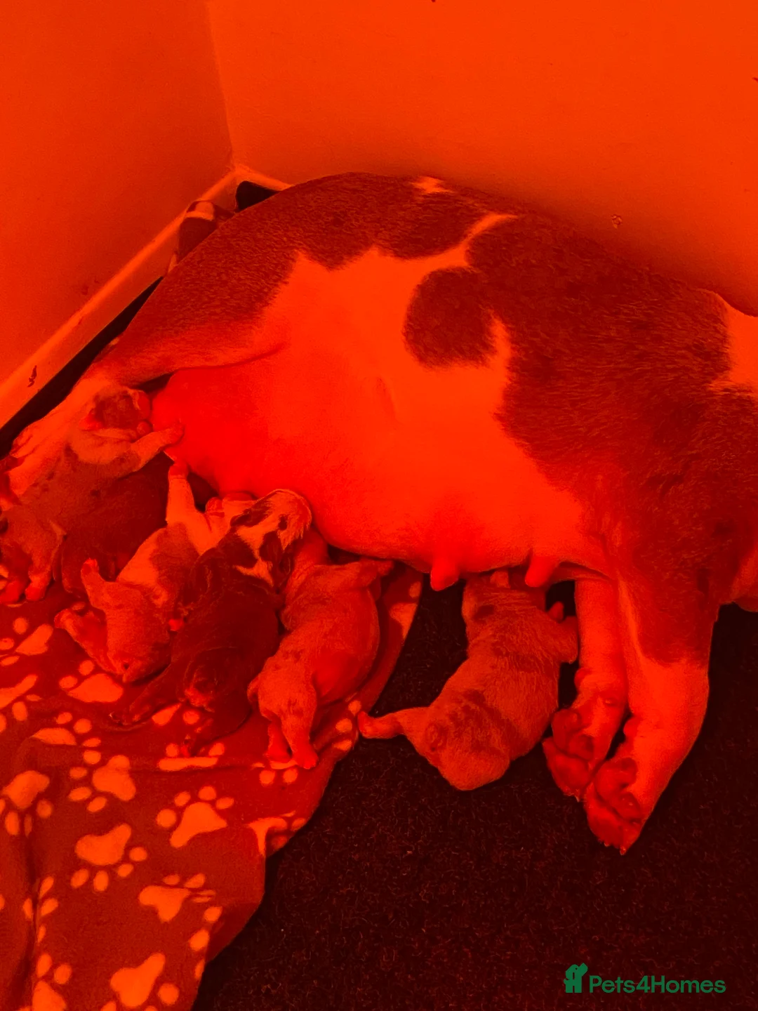 English Bulldog dogs for sale: The most beautiful bulldogs in manny - Advert 6