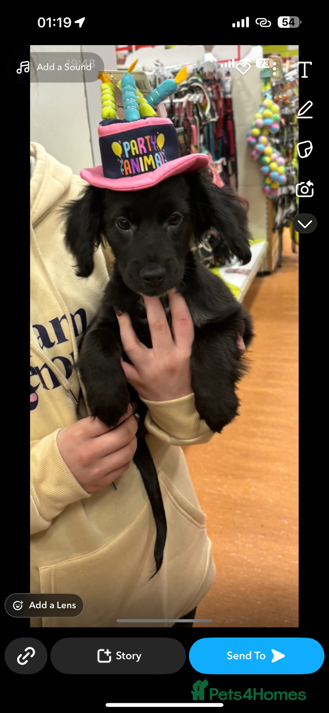 Cocker Spaniel dogs for sale: Shadow FREE TO A GOOD HOME  - Image 2