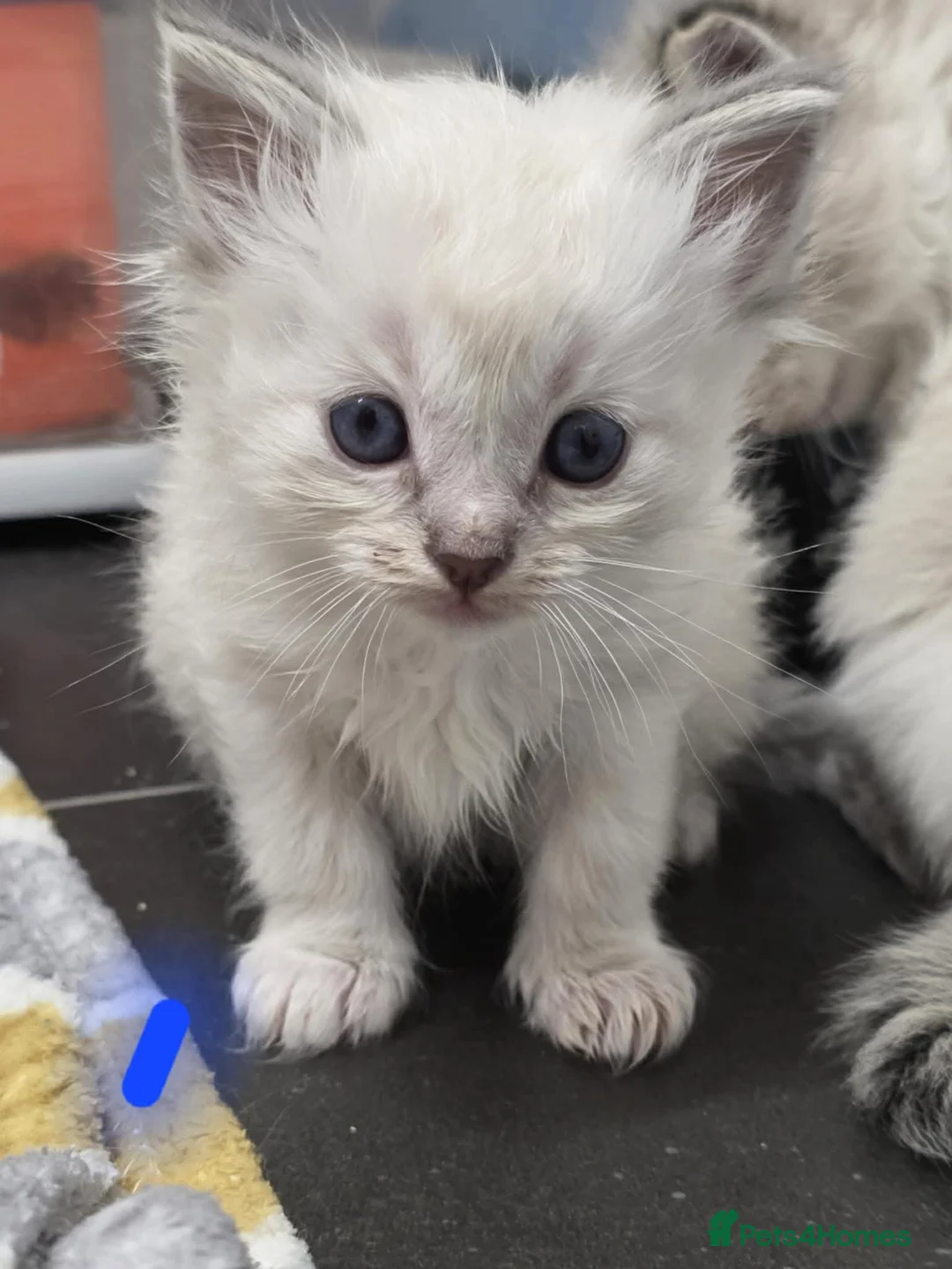 Ragdoll cats for sale: 4 Male Ragdoll Kittens  - Advert 13