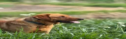 Labrador Retriever dogs for sale: K.C.Reg Superb Labrador Puppies - Advert 7