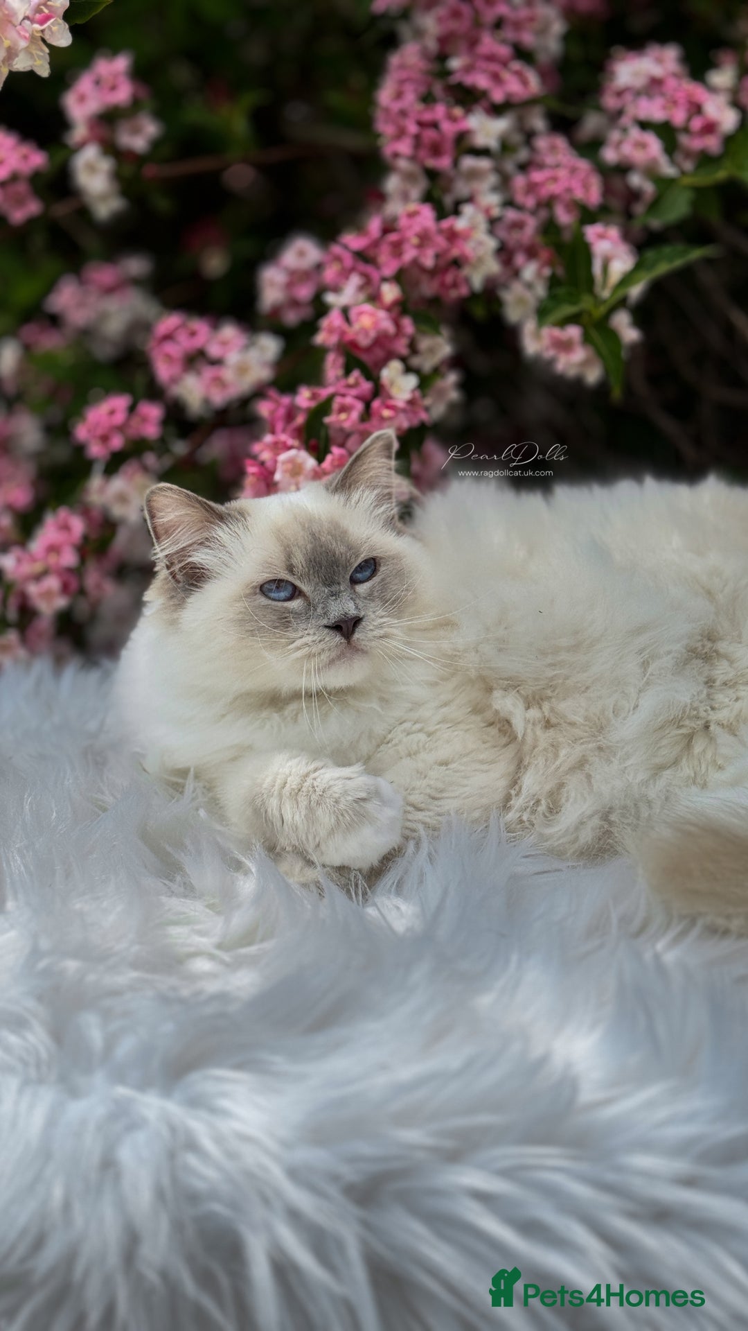 Ragdoll cats for sale: 🌸 GCCF Registered 🌸Exceptional Pedigree Ragdolls - Image 10