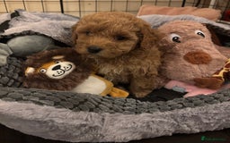 Cockapoo dogs for sale: 8 week old Cockapoo girl for sale  - Image 3