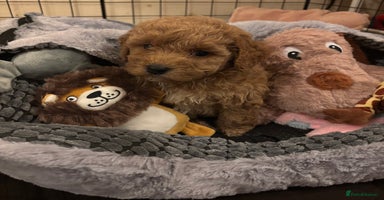 Cockapoo dogs - Advert 2