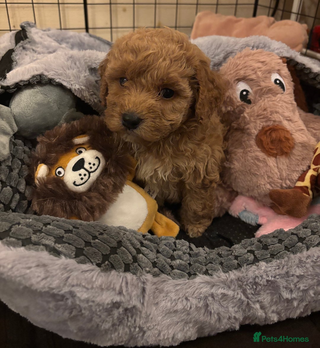 Cockapoo dogs for sale: 8 week old Cockapoo girl for sale  - Image 3