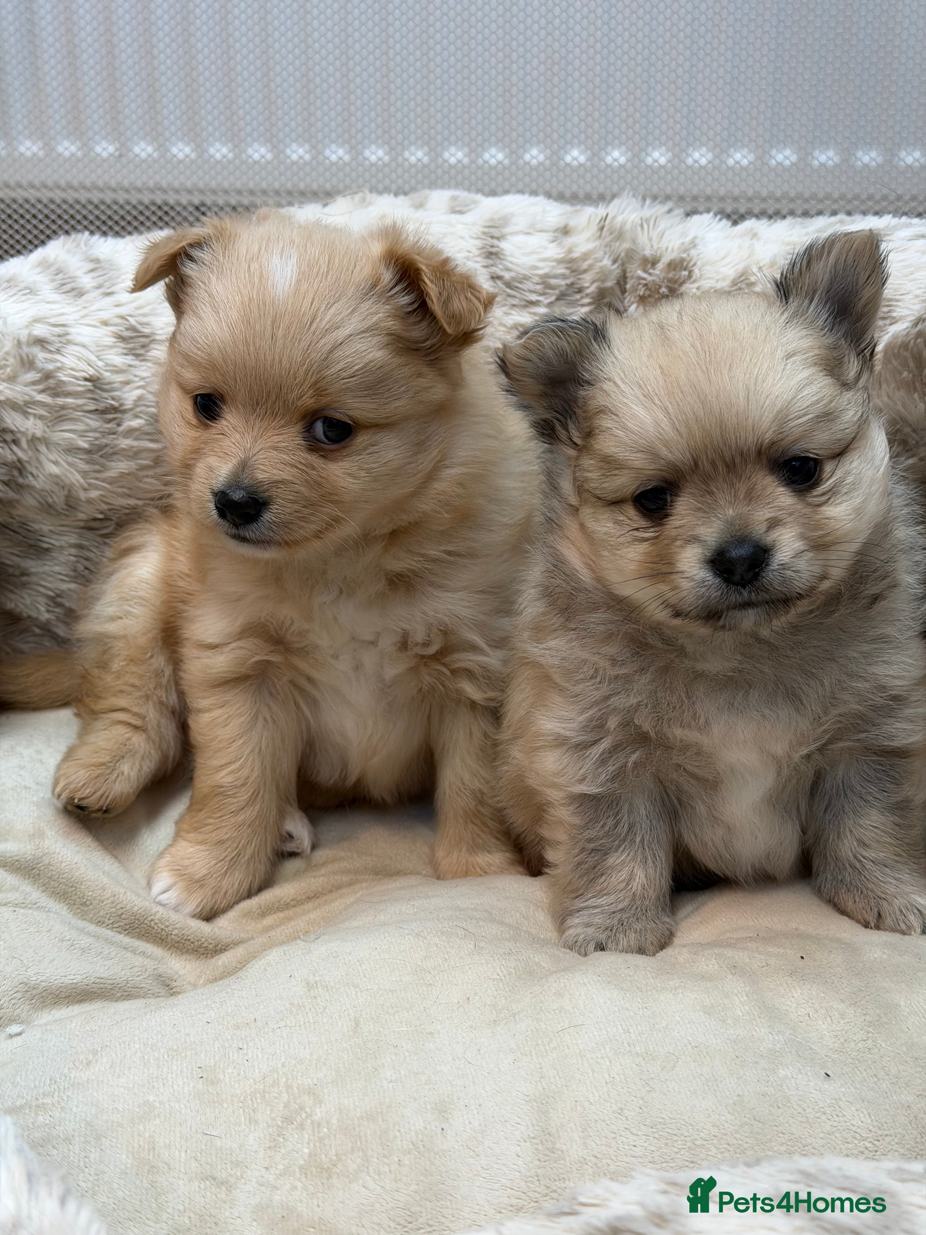 Pomeranian dogs Adorable Pomeranian puppies - Advert 4