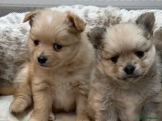 Pomeranian dogs Adorable Pomeranian puppies - Advert 6