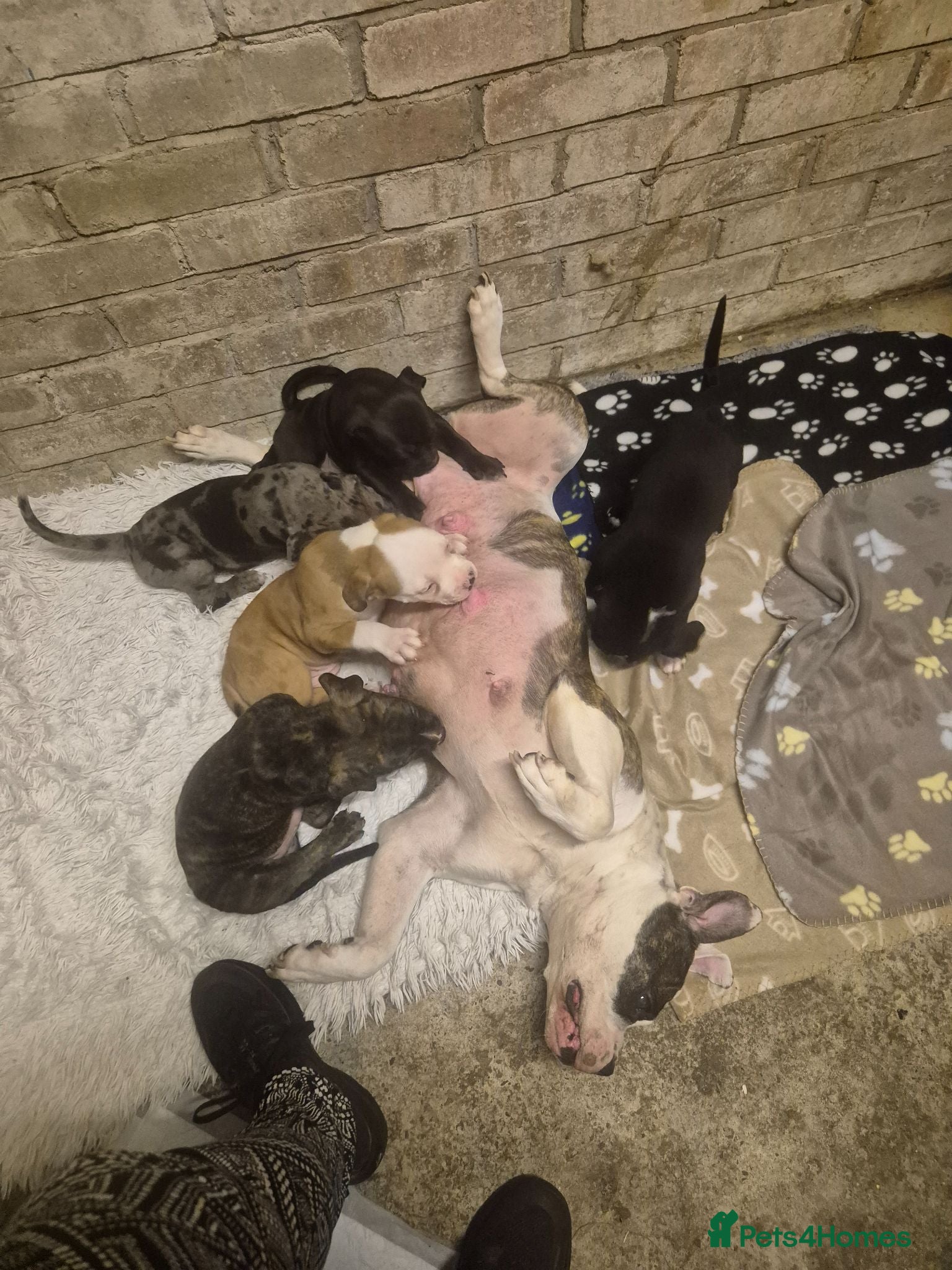Mixed Breed dogs 2 handsome bullweiller's left. Ready to leave 23/6 - Advert 15