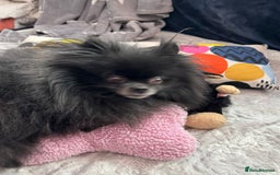 Pomeranian dogs for adoption: Naomi’s Story: A Tiny Life Saved - Image 2