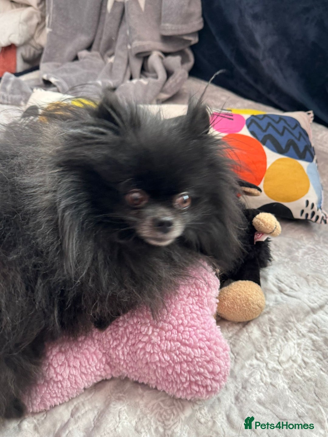 Pomeranian dogs for adoption: Naomi’s Story: A Tiny Life Saved - Image 2