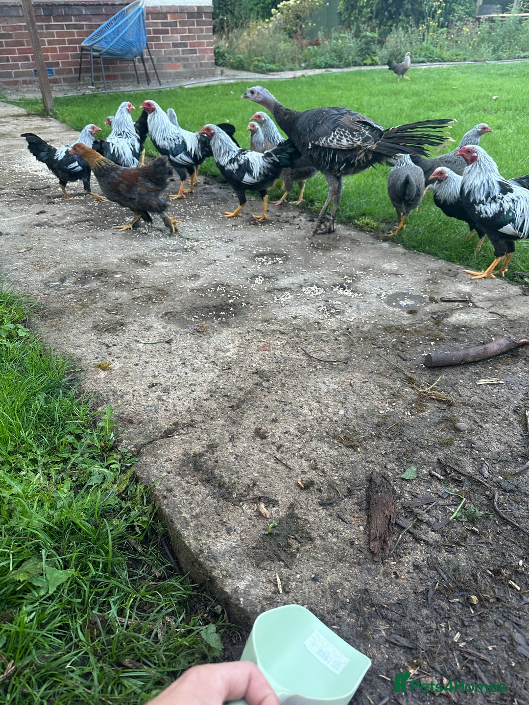 Chickens poultry for sale: Kraienkoppe bantams  - Image 2