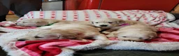 Golden Retriever dogs for sale: Golden retriever puppies  - Advert 11