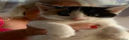 British Shorthair cats for sale: Beautiful Blue Eyed Female Kittens - Advert 2