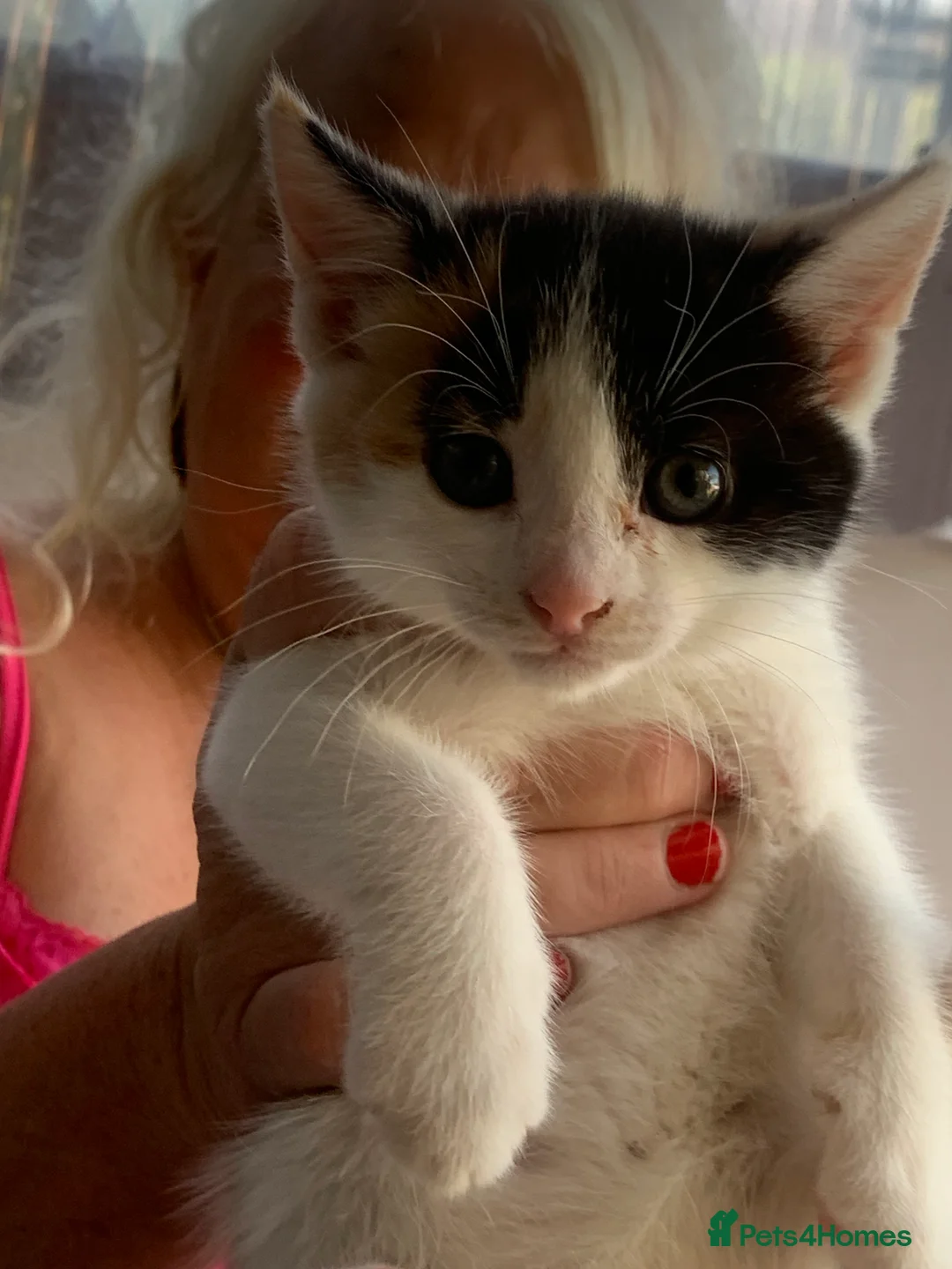 British Shorthair cats for sale: Beautiful Blue Eyed Female Kittens - Advert 2
