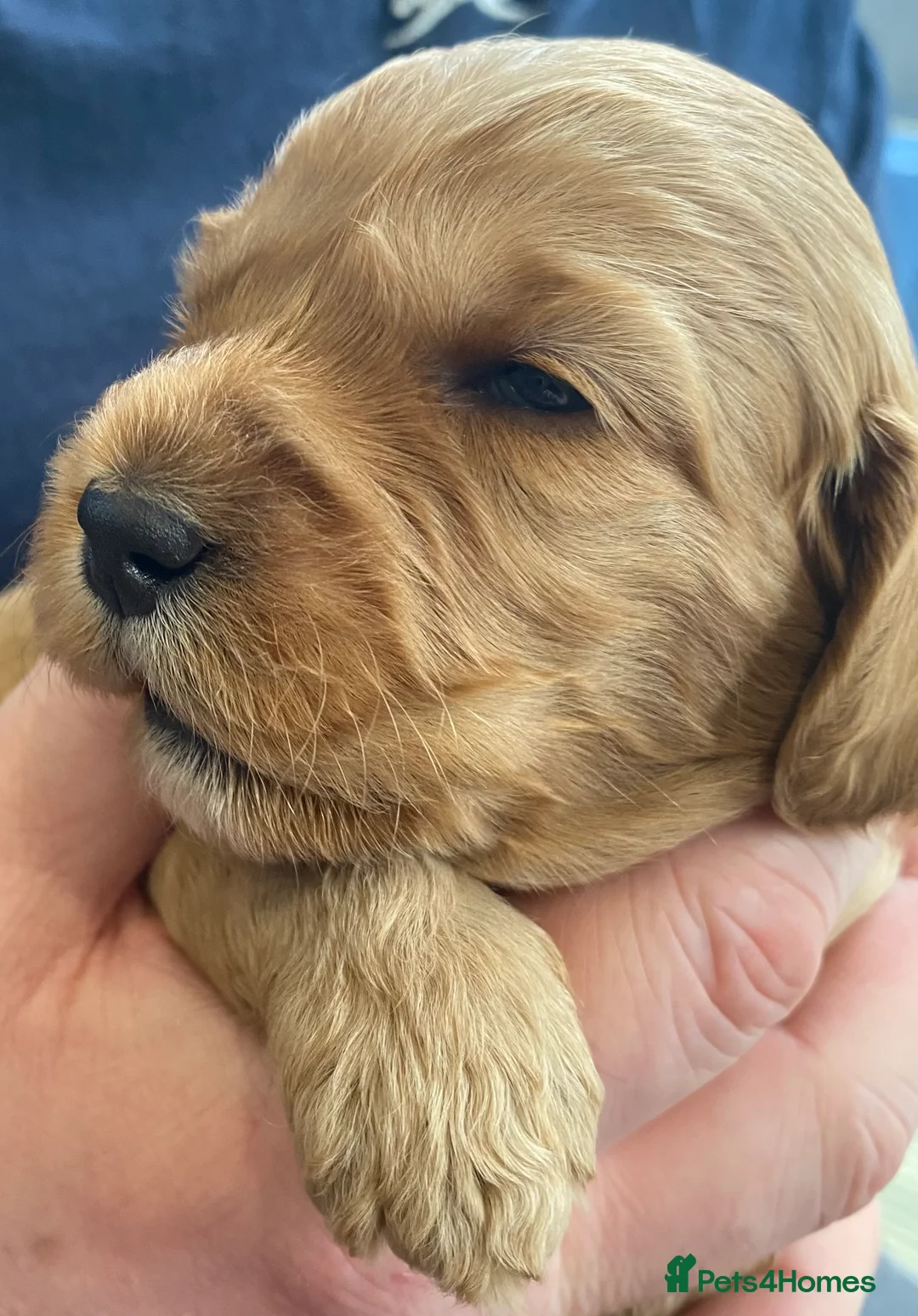 Cockapoo dogs for sale: DNA Tested Apricot Cockapoo Puppies - Advert 2