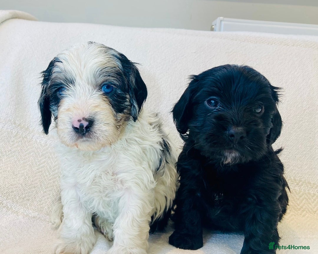Cavapoo dogs for sale: WAITING LIST NOW OPEN Extremely Rare Merle F1  - Advert 17