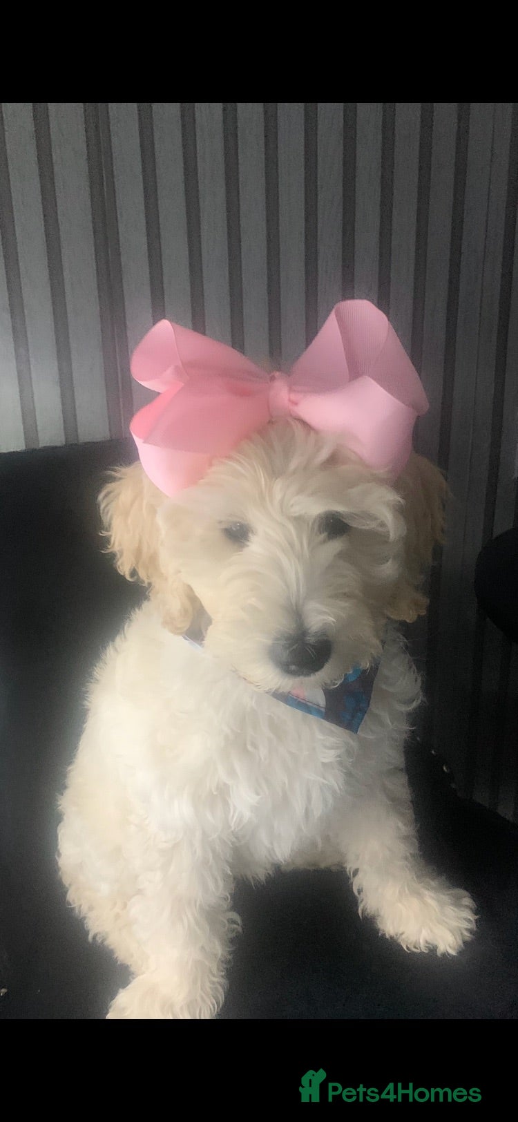 Double Doodle dogs Labradoodle  - Advert 18
