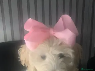 Double Doodle dogs Labradoodle - Advert 18